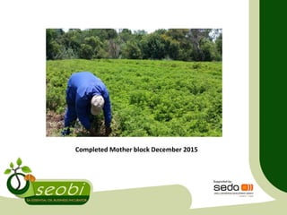 Completed Mother block December 2015
 