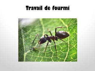 Travail de fourmi
 