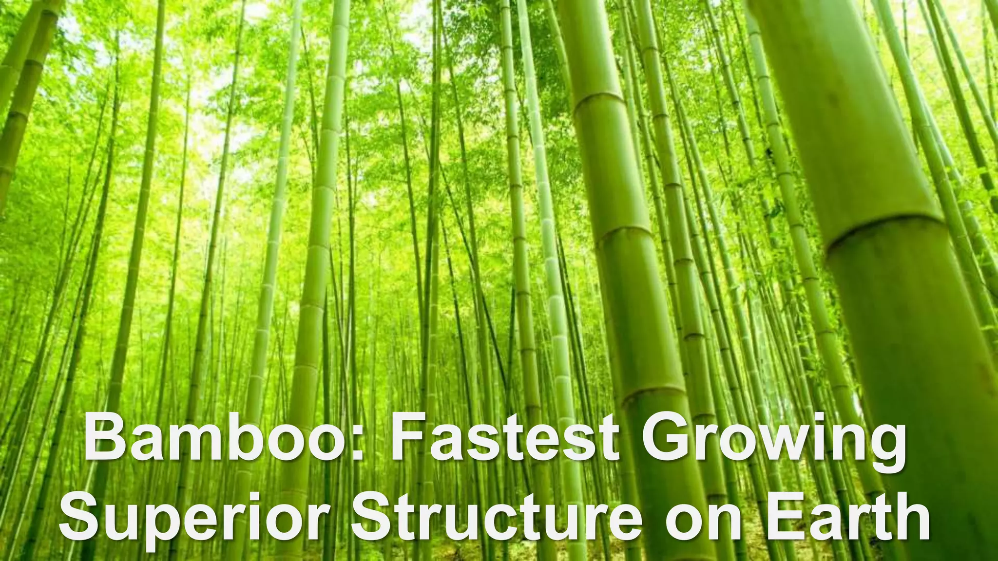 Bamboo: Fastest Growing
Superior Structure on Earth
 