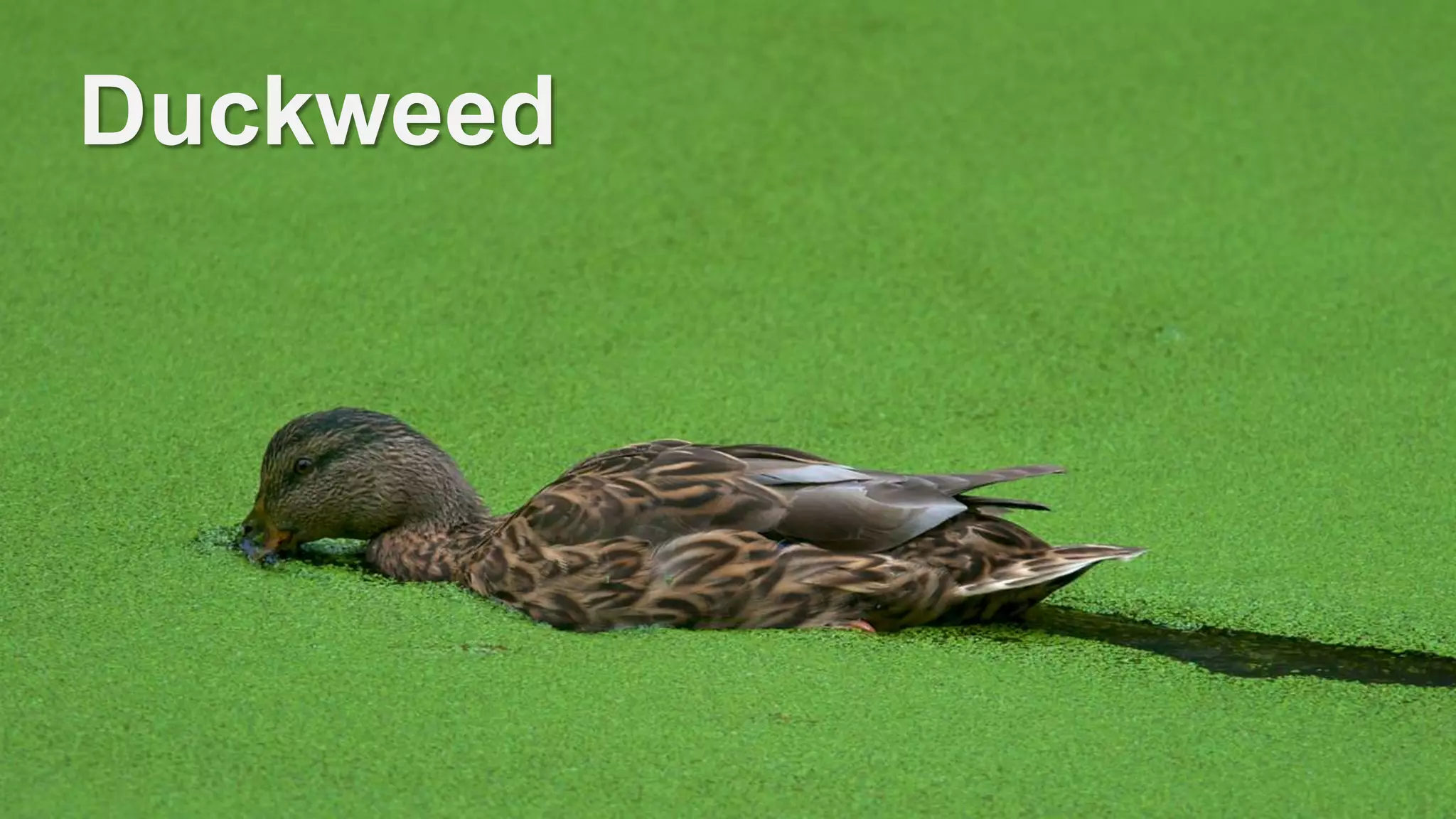 Duckweed
 