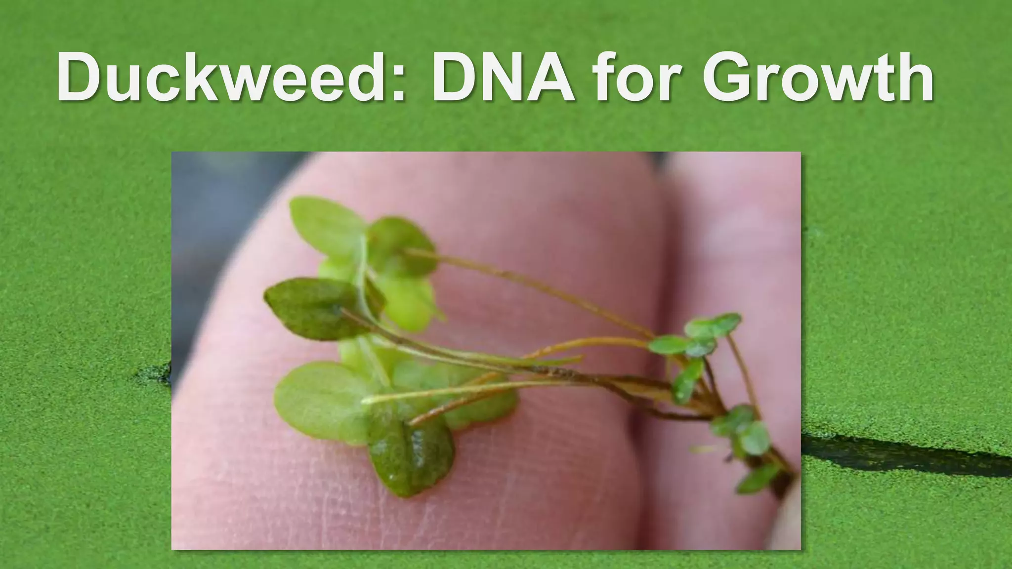 Duckweed: DNA for Growth
 