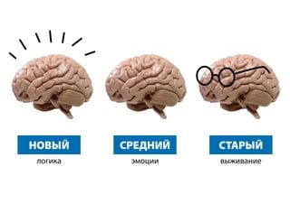 НОВЫЙ
логика
СРЕДНИЙ
эмоции
СТАРЫЙ
выживание
 
