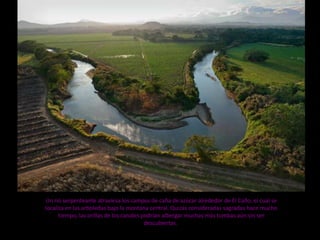 Un río serpenteante atraviesa los campos de caña de azúcar alrededor de El Caño, el cual se
localiza en las arboledas bajo la montana central. Quizás consideradas sagradas hace mucho
tiempo, las orillas de los canales podrían albergar muchas más tumbas aún sin ser
descubiertas.

 