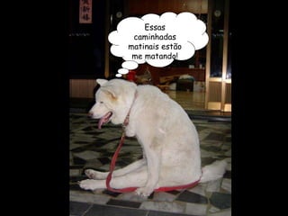 Essas caminhadas matinais estão me matando! 