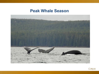 13
Peak Whale Season
 