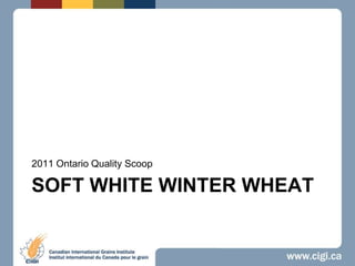 Soft white winter wheat 2011 Ontario Quality Scoop