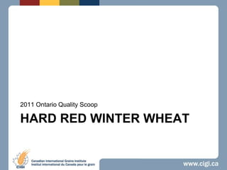 Hard red winter wheat 2011 Ontario Quality Scoop