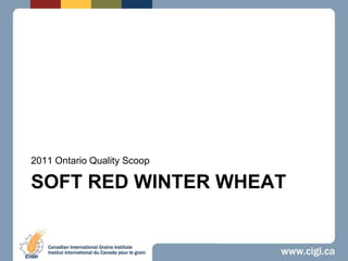 Soft red winter wheat 2011 Ontario Quality Scoop