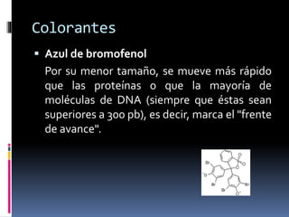 Colorantes
 Azul de bromofenol
Por su menor tamaño, se mueve más rápido
que las proteínas o que la mayoría de
moléculas de DNA (siempre que éstas sean
superiores a 300 pb), es decir, marca el "frente
de avance".
 