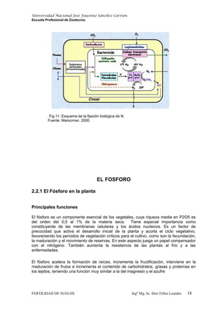 Universidad Nacional José Faustino Sánchez Carrión
Escuela Profesional de Zootecnia.
Fig.11: Esquema de la fijación biológica de N.
Fuente: Marscnner, 2000.
EL FOSFORO
2.2.1 El Fósforo en la planta
Principales funciones
El fósforo es un componente esencial de los vegetales, cuya riqueza media en P2O5 es
del orden del 0,5 al 1% de la materia seca. Tiene especial importancia como
constituyente de las membranas celulares y los ácidos nucleicos. Es un factor de
precocidad que activa el desarrollo inicial de la planta y acorta el ciclo vegetativo,
favoreciendo los períodos de vegetación críticos para el cultivo, como son la fecundación,
la maduración y el movimiento de reservas. En este aspecto juega un papel compensador
con el nitrógeno. También aumenta la resistencia de las plantas al frío y a las
enfermedades.
El fósforo acelera la formación de raíces, incrementa la fructificación, interviene en la
maduración de frutos e incrementa el contenido de carbohidratos, grasas y proteínas en
los tejidos, teniendo una función muy similar a la del magnesio y el azufre
FERTILIDAD DE SUELOS Ingº Mg, Sc. Dori Felles Leandro 18
 