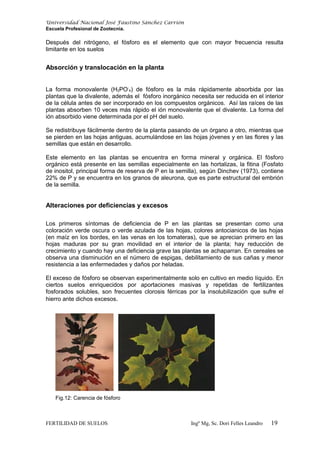 Universidad Nacional José Faustino Sánchez Carrión
Escuela Profesional de Zootecnia.
Después del nitrógeno, el fósforo es el elemento que con mayor frecuencia resulta
limitante en los suelos
Absorción y translocación en la planta
La forma monovalente (H2PO-
4) de fósforo es la más rápidamente absorbida por las
plantas que la divalente, además el fósforo inorgánico necesita ser reducida en el interior
de la célula antes de ser incorporado en los compuestos orgánicos. Así las raíces de las
plantas absorben 10 veces más rápido el ión monovalente que el divalente. La forma del
ión absorbido viene determinada por el pH del suelo.
Se redistribuye fácilmente dentro de la planta pasando de un órgano a otro, mientras que
se pierden en las hojas antiguas, acumulándose en las hojas jóvenes y en las flores y las
semillas que están en desarrollo.
Este elemento en las plantas se encuentra en forma mineral y orgánica. El fósforo
orgánico está presente en las semillas especialmente en las hortalizas, la fitina (Fosfato
de inositol, principal forma de reserva de P en la semilla), según Dinchev (1973), contiene
22% de P y se encuentra en los granos de aleurona, que es parte estructural del embrión
de la semilla.
Alteraciones por deficiencias y excesos
Los primeros síntomas de deficiencia de P en las plantas se presentan como una
coloración verde oscura o verde azulada de las hojas, colores antocianicos de las hojas
(en maíz en los bordes, en las venas en los tomateras), que se aprecian primero en las
hojas maduras por su gran movilidad en el interior de la planta; hay reducción de
crecimiento y cuando hay una deficiencia grave las plantas se achaparran. En cereales se
observa una disminución en el número de espigas, debilitamiento de sus cañas y menor
resistencia a las enfermedades y daños por heladas.
El exceso de fósforo se observan experimentalmente solo en cultivo en medio líquido. En
ciertos suelos enriquecidos por aportaciones masivas y repetidas de fertilizantes
fosforados solubles, son frecuentes clorosis férricas por la insolubilización que sufre el
hierro ante dichos excesos.
Fig.12: Carencia de fósforo
FERTILIDAD DE SUELOS Ingº Mg, Sc. Dori Felles Leandro 19
 