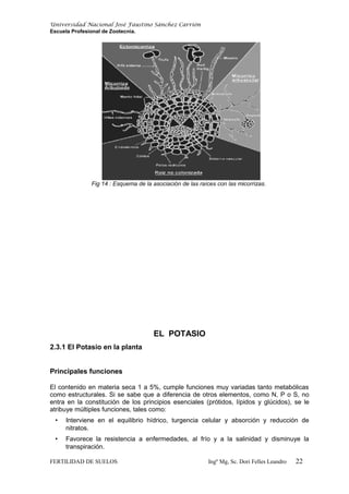 Universidad Nacional José Faustino Sánchez Carrión
Escuela Profesional de Zootecnia.
Fig 14 : Esquema de la asociación de las raíces con las micorrizas.
EL POTASIO
2.3.1 El Potasio en la planta
Principales funciones
El contenido en materia seca 1 a 5%, cumple funciones muy variadas tanto metabólicas
como estructurales. Si se sabe que a diferencia de otros elementos, como N, P o S, no
entra en la constitución de los principios esenciales (prótidos, lípidos y glúcidos), se le
atribuye múltiples funciones, tales como:
• Interviene en el equilibrio hídrico, turgencia celular y absorción y reducción de
nitratos.
• Favorece la resistencia a enfermedades, al frío y a la salinidad y disminuye la
transpiración.
FERTILIDAD DE SUELOS Ingº Mg, Sc. Dori Felles Leandro 22
 