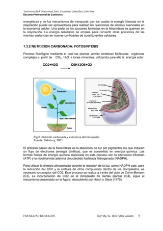 Universidad Nacional José Faustino Sánchez Carrión
Escuela Profesional de Zootecnia.
energéticas y de los mecanismos de transporte, por los cuales la energía liberada en la
respiración puede ser aprovechada para realizar las reacciones de síntesis esenciales en
la economía celular. Una parte de los azucares formados en la fotosíntesis se queman en
la respiración. La energía resultante se emplea para convertir otras porciones de las
mismas sustancias en nuevas cantidades de constituyentes celulares.
1.3.2 NUTRICION CARBONADA: FOTOSINTESIS
Proceso fisiológico mediante el cual las plantas verdes sintetizan Moléculas orgánicas
complejas a partir de CO2, H2O e iones minerales, utilizando para ello la energía solar.
CO2+H2O C6H12O6+O2
Fig.2: Nutrición carbonada y estructura del cloroplasto
Fuente: Salisbury, 2001.
El proceso básico de la fotosíntesis es la absorción de luz por pigmentos los que inducen
un flujo de electrones (energía cinética), que es convertido en energía química. Las
formas finales de energía química elaborada en este proceso son la adenosina trifosfato
(ATP) y la nicotinamida adenina dinucleotido fosfatada hidrogenada (NADPH).
Para utilizar la energía almacenada durante la reacción de la luz, como NADPH yate, para
la reducción del CO2 y la síntesis de otros compuestos dentro de los cloroplastos, es
necesario un aceptor del CO2. Este proceso se realiza a través del ciclo de Calvin-Benson
(C3), La incorporación de CO2 en el cloroplasto de ciertas plantas (C4), sigue el
mecanismo presentado en la figura, descubierto por Hatch y Slack (1970).
FERTILIDAD DE SUELOS Ingº Mg, Sc. Dori Felles Leandro 4
 