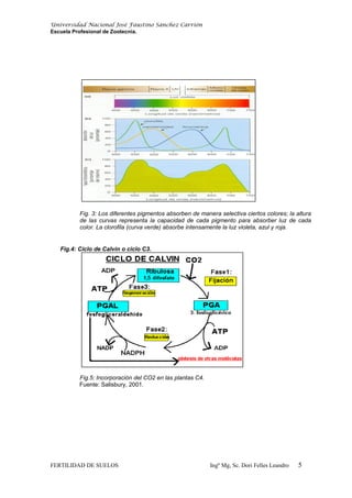 Universidad Nacional José Faustino Sánchez Carrión
Escuela Profesional de Zootecnia.
Fig. 3: Los diferentes pigmentos absorben de manera selectiva ciertos colores; la altura
de las curvas representa la capacidad de cada pigmento para absorber luz de cada
color. La clorofila (curva verde) absorbe intensamente la luz violeta, azul y roja.
Fig.4: Ciclo de Calvin o ciclo C3.
Fig.5: Incorporación del CO2 en las plantas C4.
Fuente: Salisbury, 2001.
FERTILIDAD DE SUELOS Ingº Mg, Sc. Dori Felles Leandro 5
 