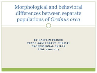 By Kaitlin Prince Texas A&M Corpus Christi Professional Skills BIOL 2200.003 Morphological and behavioral differences between separate populations of Orcinus orca 