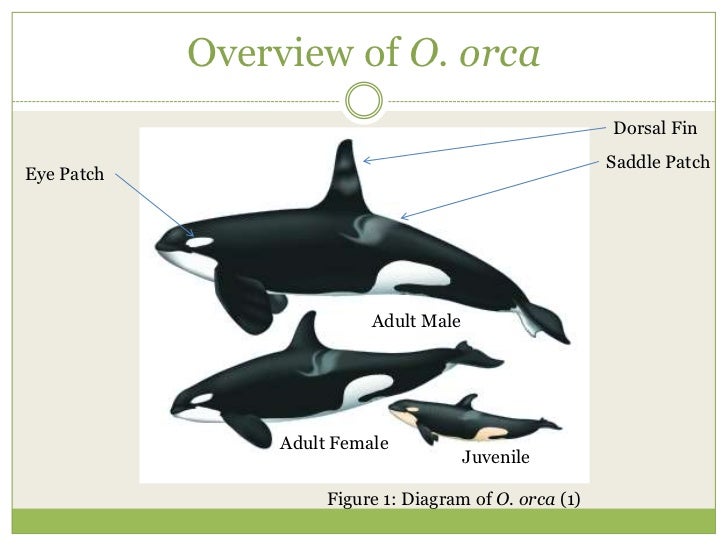Separate orca populations presentation
