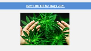 Best CBD Oil for Dogs 2021
 