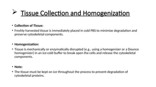 Separation of Cytoskeleton from Living Tissue.pptx