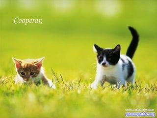 Cooperar, 