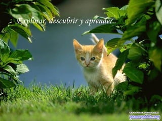 Explorar, descubrir y aprender..  