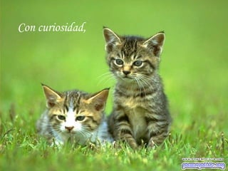 Con curiosidad,
 