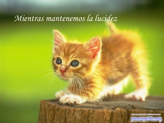 Mientras mantenemos la lucidez
 