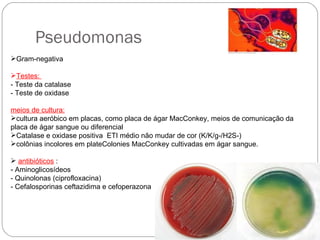 Pseudomonas Gram-negativa Testes:  - Teste da catalase  - Teste de oxidase  meios de cultura: cultura aeróbico em placas, como placa de ágar MacConkey, meios de comunicação da placa de ágar sangue ou diferencial Catalase e oxidase positiva  ETI médio não mudar de cor (K/K/g-/H2S-)  colônias incolores em plateColonies MacConkey cultivadas em ágar sangue. antibióticos  :  - Aminoglicosídeos  - Quinolonas (ciprofloxacina)  - Cefalosporinas ceftazidima e cefoperazona 