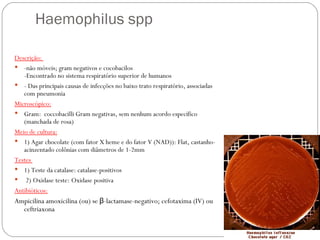 Haemophilus spp  Descrição:  -não móveis; gram negativos e cocobacilos -Encontrado no sistema respiratório superior de humanos - Das principais causas de infecções no baixo trato respiratório, associadas com pneumonia Microscópico: Gram:  coccobacilli Gram negativas, sem nenhum acordo específico (manchada de rosa) Meio de cultura: 1) Agar chocolate (com fator X heme e do fator V (NAD)): Flat, castanho-acinzentado colônias com diâmetros de 1-2mm Testes  1) Teste da catalase: catalase-positivos 2) Oxidase teste: Oxidase positiva Antibióticos: Ampicilina amoxicilina (ou) se β-lactamase-negativo; cefotaxima (IV) ou ceftriaxona Haemophilus influenzae  on chocolate agar                                          