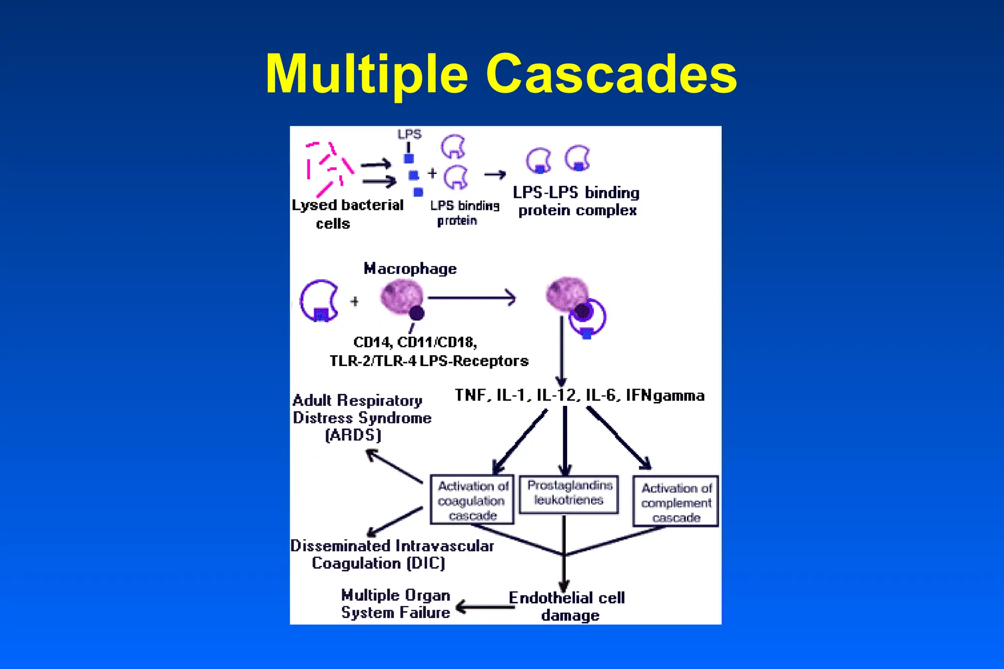 Multiple Cascades
 
