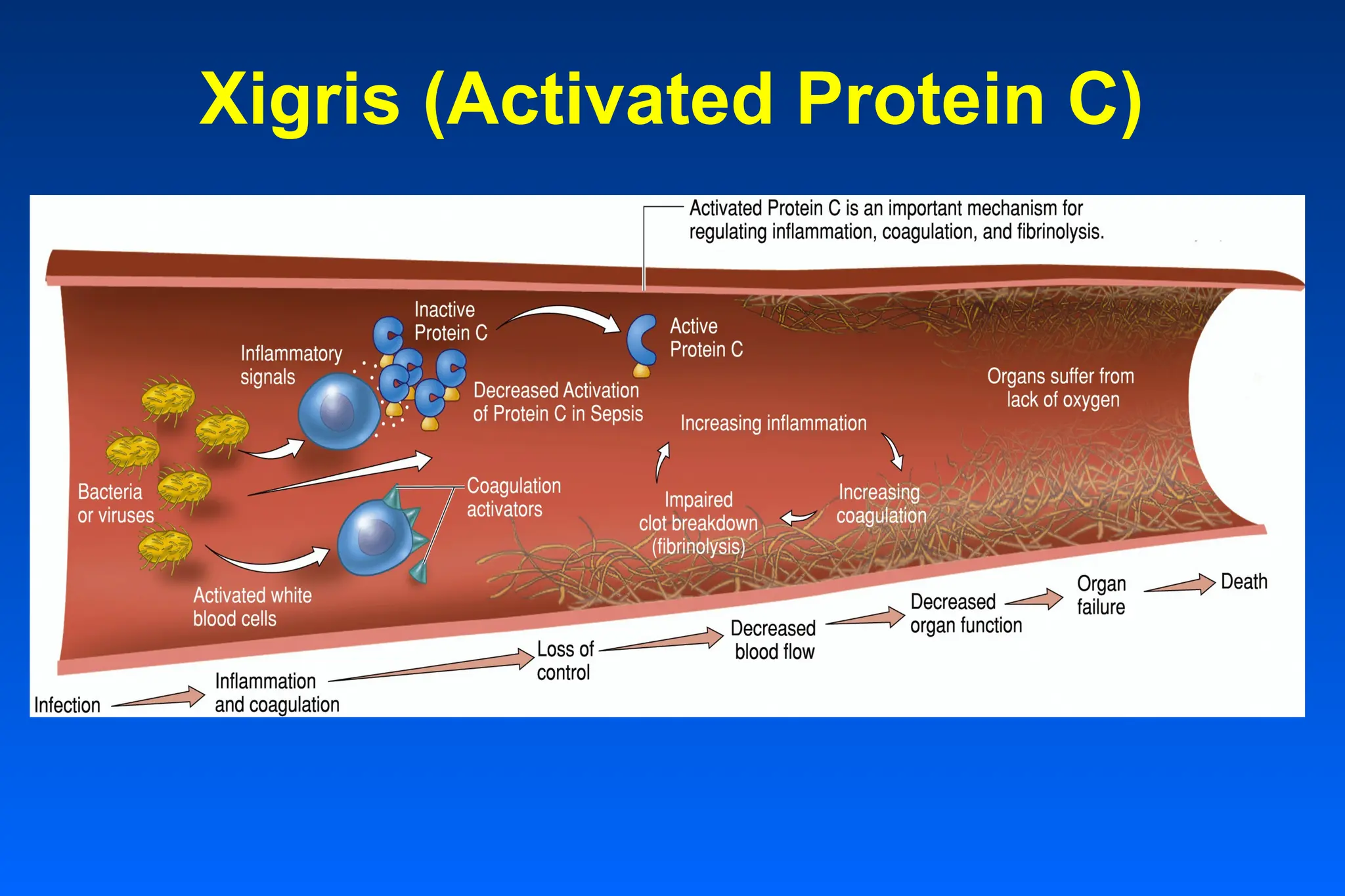 Xigris (Activated Protein C)
 