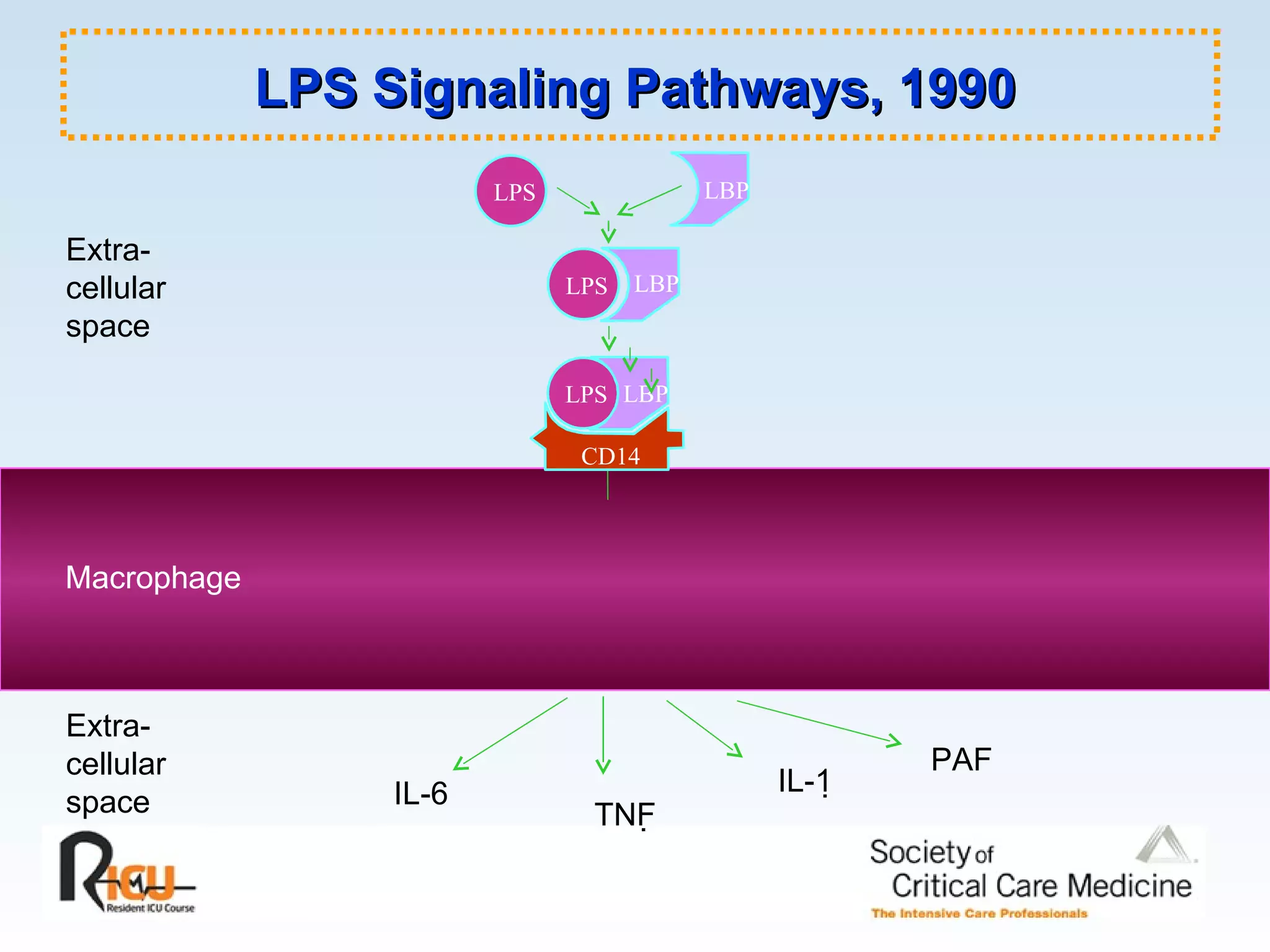 LPS LBP LBP LPS LBP Extra- cellular space Macrophage Extra- cellular space LPS CD14 TNF  PAF IL-6 IL-1  LPS Signaling Pathways, 1990 