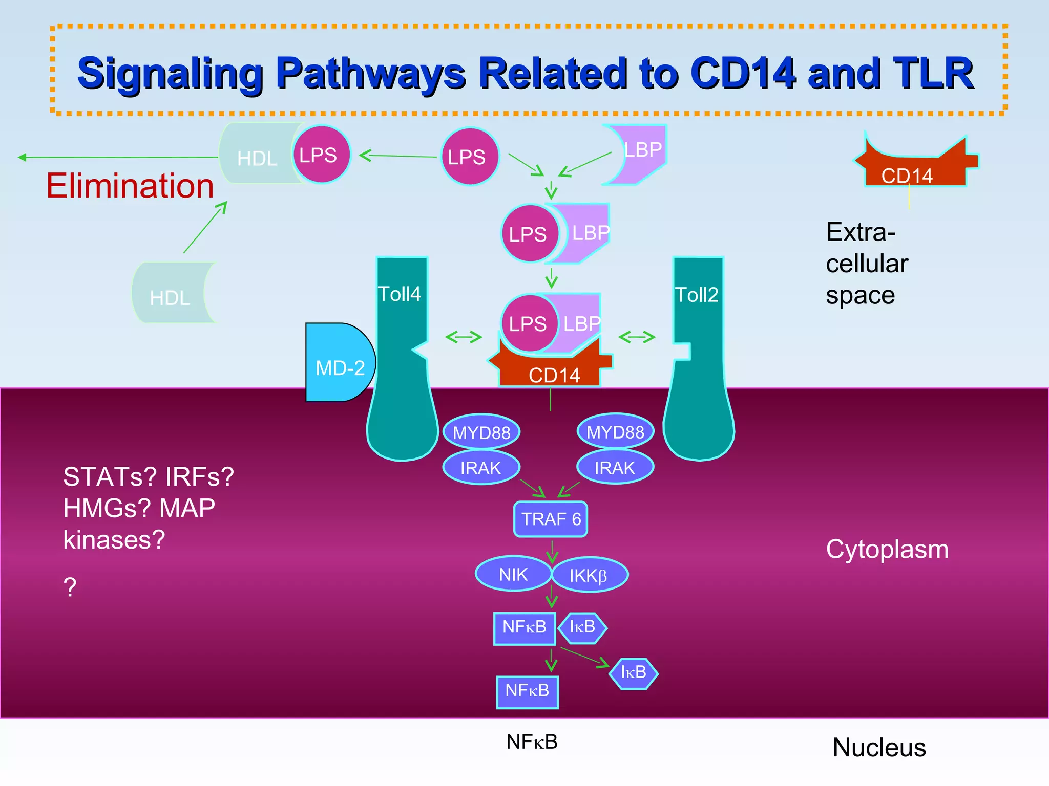 Signaling Pathways Related to CD14 and TLR LPS LBP LBP LPS LBP Toll4 Toll2 MYD88 IRAK MYD88 IRAK TRAF 6 NIK IKK  I  B NF  B I  B NF  B Extra- cellular space Cytoplasm Nucleus LPS CD14 NF  B HDL Elimination LPS HDL HDL STATs? IRFs? HMGs? MAP kinases? ? CD14 MD-2 