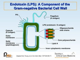 Pili Adapted from Young, et al. Ann Intern Med. 1977;86:456-71. Capsule (K antigen) Outer membrane Solid membrane (peptidoglycan) Flagellum (H antigen) LPS (endotoxin: O antigen) Oligosaccharide side chains Core polysaccharide Lipid A Inner cytoplasmic membrane Endotoxin (LPS): A Component of the  Gram-negative Bacterial Cell Wall 