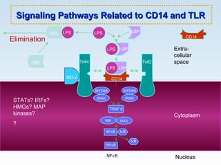 Signaling Pathways Related to CD14 and TLR LPS LBP LBP LPS LBP Toll4 Toll2 MYD88 IRAK MYD88 IRAK TRAF 6 NIK IKK  I  B NF  B I  B NF  B Extra- cellular space Cytoplasm Nucleus LPS CD14 NF  B HDL Elimination LPS HDL HDL STATs? IRFs? HMGs? MAP kinases? ? CD14 MD-2 