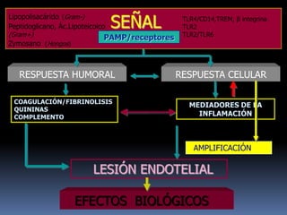 RESPUESTA HUMORAL RESPUESTA CELULAR
LESIÓN ENDOTELIAL
SEÑAL TLR4/CD14,TREM, β integrina
TLR2
TLR2/TLR6
Lipopolisacárido (Gram-)
Peptidoglicano, Ác.Lipoteicoico
(Gram+)
Zymosano (Hongos)
PAMP/receptores
COAGULACIÓN/FIBRINOLISIS
QUININAS
COMPLEMENTO
MEDIADORES DE LA
INFLAMACIÓN
AMPLIFICACIÓN
EFECTOS BIOLÓGICOS
 