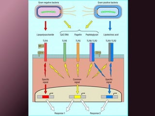 Sepsis y Disfunción Organica Multiple1997 Roger Bone.CARS:“sindrome de respuesta antinflamatoria compensatoria”, es un fenómeno que busca proteger el organismo del insulto generado, por el sindrome de respuesta imflamatoriasisatémica. Se caracteriza por la producción de un  grupo de citoquinas, que también pueden tener un efecto deletéreoMARS:“sindrome de respuesta antagonista mixta”Se define como un estadio intermedio entre SIRS y elCARS en donde ambas fuerzas se encuentran en equilibriopara regular la homeostasis 