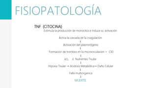 TNF (CITOCINA)
Estimula la producción de monocitos e induce su activación
Activa la cascada de la coagulación
↓
Activación del plasminógeno
↓
Formación de trombos en la microcirculación > CID
↓
↓O2 ↓ Nutrientes Tisular
↓
Hipoxia Tisular → Acidosis Metabólica→ Daño Celular
↓
Falla multiorganica
↓
MUERTE
FISIOPATOLOGÍA
 