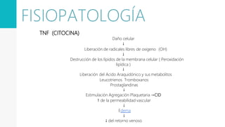 TNF (CITOCINA)
Daño celular
↓
Liberación de radicales libres de oxigeno (OH)
↓
Destrucción de los lípidos de la membrana celular ( Peroxidación
lipídica )
↓
Liberación del Acido Araquidónico y sus metabolitos
Leucotrienos Tromboxanos
Prostaglandinas
↓
Estimulación Agregación Plaquetaria →CID
↑ de la permeabilidad vascular
↓
Edema
↓
↓ del retorno venoso
FISIOPATOLOGÍA
 