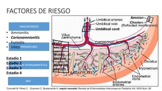 FACTORES DE RIESGO
INMUNITARIOS
PREMATUREZ
INFECCION INTRAAMNIOTICA
SRIF
• Amnionitis
• Corionamnionitis
• Funisitis
• Vilitis
Estadio 1
Estadio 2
Estadio 3
Estadio 4
Coronell W, Pérez C , Guerrero C, Bustamante H, sepsis neonatal. Revista de Enfermedades Infecciosas en Pediatría Vol. XXIII Núm. 90
 