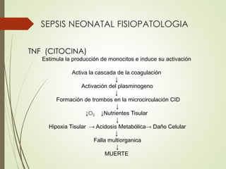 SEPSIS NEONATAL FISIOPATOLOGIA
TNF (CITOCINA)
Estimula la producción de monocitos e induce su activación
Activa la cascada de la coagulación
↓
Activación del plasminogeno
↓
Formación de trombos en la microcirculación CID
↓
↓O2 ↓Nutrientes Tisular
↓
Hipoxia Tisular → Acidosis Metabólica→ Daño Celular
↓
Falla multiorganica
↓
MUERTE
 