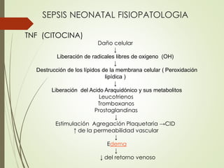 SEPSIS NEONATAL FISIOPATOLOGIA
TNF (CITOCINA)
Daño celular
↓
Liberación de radicales libres de oxigeno (OH)
↓
Destrucción de los lípidos de la membrana celular ( Peroxidación
lipídica )
↓
Liberación del Acido Araquidónico y sus metabolitos
Leucotrienos
Tromboxanos
Prostaglandinas
↓
Estimulación Agregación Plaquetaria →CID
↑ de la permeabilidad vascular
↓
Edema
↓
↓ del retorno venoso
 