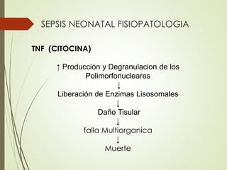SEPSIS NEONATAL FISIOPATOLOGIA
TNF (CITOCINA)
↑ Producción y Degranulacion de los
Polimorfonucleares
↓
Liberación de Enzimas Lisosomales
↓
Daño Tisular
↓
falla Multiorganica
↓
Muerte
 