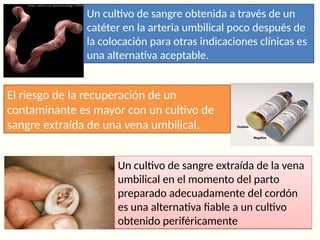 Un cultivo de sangre obtenida a través de un
catéter en la arteria umbilical poco después de
la colocación para otras indicaciones clínicas es
una alternativa aceptable.
Un cultivo de sangre extraída de la vena
umbilical en el momento del parto
preparado adecuadamente del cordón
es una alternativa fiable a un cultivo
obtenido periféricamente
Un cultivo de sangre extraída de la vena
umbilical en el momento del parto
preparado adecuadamente del cordón
es una alternativa fiable a un cultivo
obtenido periféricamente
El riesgo de la recuperación de un
contaminante es mayor con un cultivo de
sangre extraída de una vena umbilical.
 