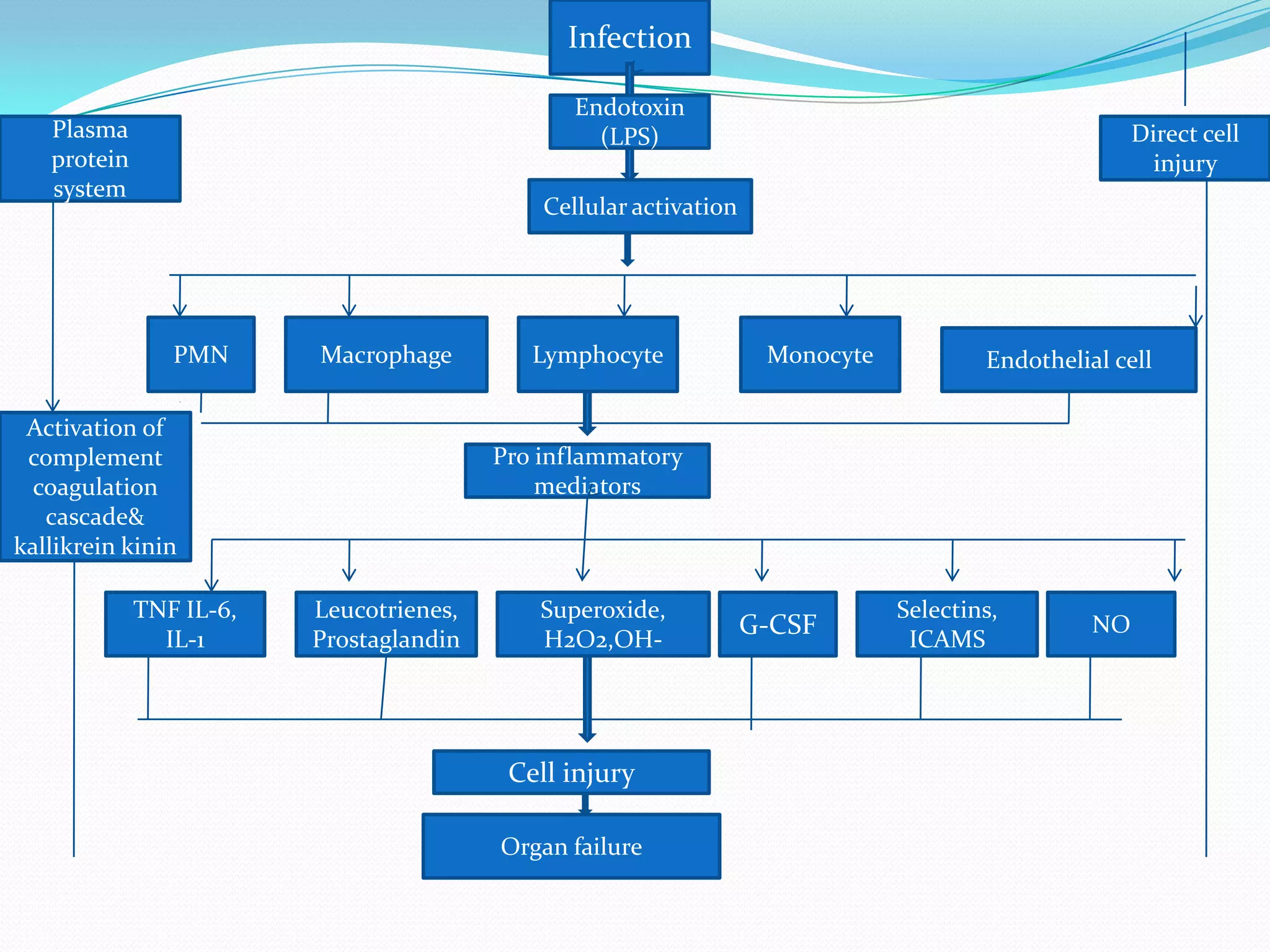 Infection
Endotoxin
(LPS)
Cellular activation
Direct cell
injury
Plasma
protein
system
PMN Macrophage Lymphocyte Monocyte Endothelial cell
Pro inflammatory
mediators
Activation of
complement
coagulation
cascade&
kallikrein kinin
TNF IL-6,
IL-1
Leucotrienes,
Prostaglandin
Superoxide,
H2O2,OH-
G-CSF
Selectins,
ICAMS
NO
Cell injury
Organ failure
 