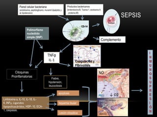 Pared celular bacteriana                            Productos bactericanos
             (endotoxina, peptidoglicano, muramil dipéptido y    (enterotoxina B, Toxina-1, exotoxina A

                                                                                                                        SEPSIS
             ác lipoteicoico)                                    , proteína M)




                                                                                 CD-14
                     Polimorfismo
                     nucleótido
                     simple (SNP)
                                                                                                          Complemento


                                            TNFᾳ
                                             IL-1                         Coagulación y
                                                                          Fibrinólisis
        Citoquinas                                                                                   NO
      Proinflamatorias
                                                 Fiebre,
                                              hipotensión,
                                              leucocitosis

                                                         apoptosis
                                                                                                              ↓ O2
Linfotoxina a, IL-10, IL-18, IL-
6, INFу, Ligandos                                        Isquemia tisular
lipopolisacáridos, HSP- 10, ECA-
1, caspasas.
                                                          Lesión citopática
 