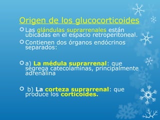 Origen de los glucocorticoides
Las glándulas suprarrenales están
ubicadas en el espacio retroperitoneal.
Contienen dos órganos endócrinos
separados:
a) La médula suprarrenal: que
segrega catecolaminas, principalmente
adrenalina
 b) La corteza suprarrenal: que
produce los corticoides.
 