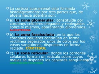 La corteza suprarrenal está formada
histológicamente por tres partes que, de
afuera hacia adentro son:
a) La zona glomerular: constituída por
cordones celulares plegados y replegados
sobre sí mismos, aparentando glomérulos.
ALDOSTERONA
b) La zona fasciculada: en la que los
cordones celulares continúan en forma
rectilínea separados unos de otros por los
vasos sanguíneos, dispuestos en forma
radiada. CORTISOL
c) La zona reticular: donde los cordones
celulares forman un retículo sobre cuyas
mallas se disponen los capilares sanguíneos.
ANDROCORTICOIDES
 