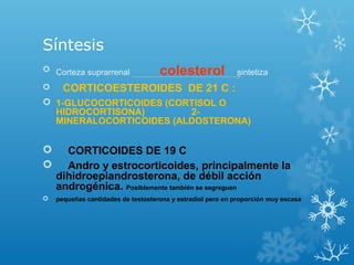 Síntesis
 Corteza suprarrenal colesterol sintetiza :
 CORTICOESTEROIDES DE 21 C :
 1-GLUCOCORTICOIDES (CORTISOL O
HIDROCORTISONA) 2-
MINERALOCORTICOIDES (ALDOSTERONA)
 CORTICOIDES DE 19 C
 Andro y estrocorticoides, principalmente la
dihidroepiandrosterona, de débil acción
androgénica. Posiblemente también se segreguen
 pequeñas cantidades de testosterona y estradiol pero en proporción muy escasa
 