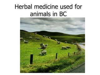 Herbal medicine used for animals in BC 