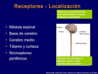 • Médula espinal
• Base de cerebro
• Cerebro medio
• Tálamo y corteza
• Nociceptores
periféricos
Sitios pre y postsinápticos
Haz espinotalámico lateral
(sistema ascendente)
Núcleos de rafé magno y
Médula ventral rostral
(sistema descendente)
Receptores - Localización
Benzon,Raja . Essentials of pain medicine and regional anesthesia. 2a ed. 2005
 